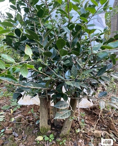 000人付款淘宝室内f防辐射乌饭树老熟桩阳台盆景栽培四季常绿植物南烛