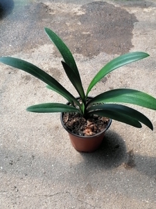 全新,细叶开黄花君子兰,一物一拍,图片真实,原土发,偏远地区