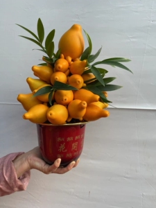 【年宵花】170黄金果盆栽绿植花卉五代同堂果五指茄带果盆景