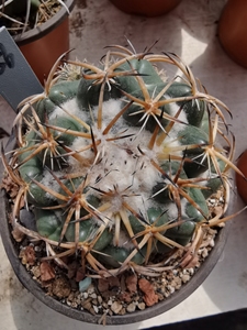 000人付款淘宝顶花球属雪顶天司丸一物一拍 实生仙人球 包邮 母本