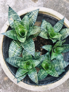 【银脉高虎】银脉高虎品牌,价格 - 阿里巴巴