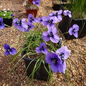 大花孔雀肖鸢尾 moraea gigandra,出一些球,第