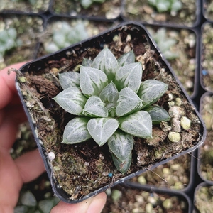 爱心寿多肉植物批发十二卷玉露办公室内绿植花卉盆栽易养鲜花直批