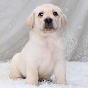 拉布拉多幼犬纯种活体宠物狗奶白色家养导盲神犬小七 2个月大母