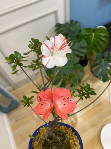 日本皋月杜鹃--绯梅锦,日本原盆原土进口,成型作品,国内稀有