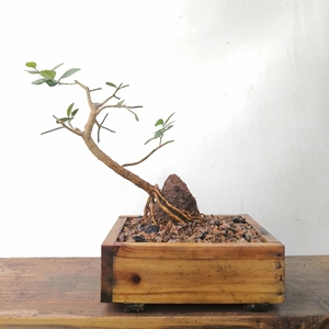 闲置红芽山桔东风桔附石斜干式临水式小品盆景微盆景小微盆景