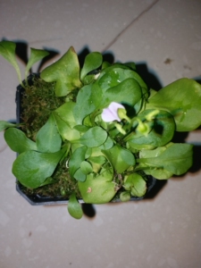 双裂苞狸藻,整盆,如图