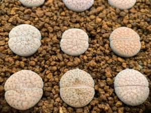 血丝白微纹玉生石花 编号c222乐地玉生石花 年份3年