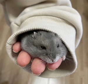 (18元一只紫仓)仓鼠三线银狐紫仓布丁奶茶金狐老公公老婆婆金