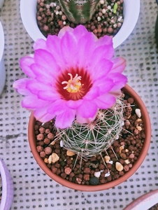 仙人球,五彩大统领,花开诱人,赏花赏刺两不误