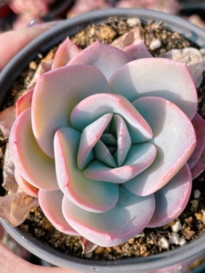 【布鲁蓝多肉】布鲁蓝多肉品牌,价格 - 阿里巴巴