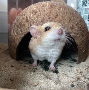 批发通心粉鼠非洲迷你可爱小宠物幼崽学生宿舍粘人肥尾沙鼠宠自家
