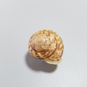 平齿坚螺25.6mm 天然蜗牛陆贝标本收藏 海南蜗牛壳 品相