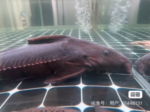 代友转发:出观赏鱼 铁甲武士(普铁)60 ,488元.