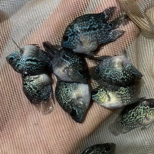 (实体店倒闭 清仓处理了)元宝罗汉鱼大型热带观赏鱼龙鱼配鱼