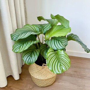 青苹果竹芋盆栽室内喜阴植新飞羽竹芋青苹果水养水培花卉青苹果竹