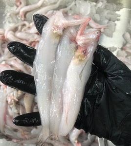 豆腐鱼 龙头鱼 新鲜东海小白龙 虾潺 水潺