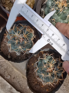 顶花仙人球 天司丸 两颗包邮 所见即所得 实生 一物一拍