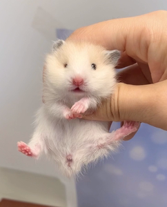 长毛黄波利纹金丝熊西施熊仓鼠妹妹