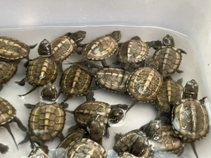 22年头苗田黄草龟苗. 黄壳草龟