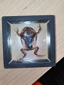 青蛙标本制作图片