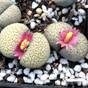 【种子】德州玫瑰 红花血点朝贡玉生石花