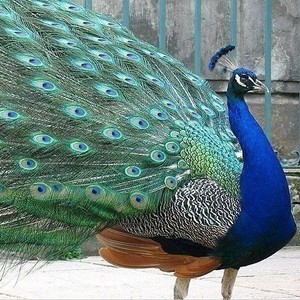 孔雀受精种蛋可孵化雀苗家养孵化宠物观赏孔鸟包受精蛋100%可