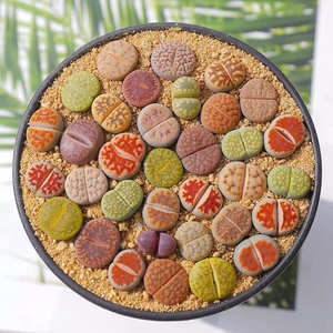 多肉植物批发生石花