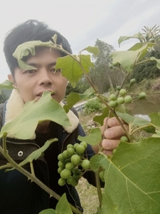 福建野生苦子新鲜小苦子果苦茄撒苤苦水苦果油煎金纽扣山颠茄,一