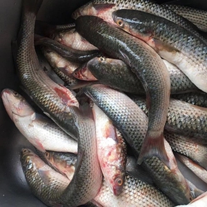 鲜活梭鱼6斤送4斤野生红眼梭子鱼新鲜乌鲻鱼乌头海捕冷冻海鱼水