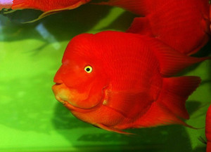 正宗台湾起头红财神 招财鱼 发财鱼 热带观赏鱼 金刚鹦鹉鱼活体