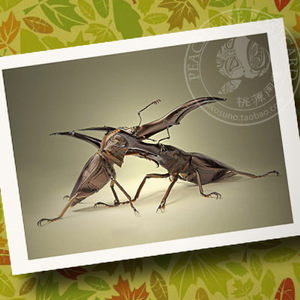 自然昆虫决斗的甲虫象鼻甲虫独角仙萌宠摄影卡片明信片
