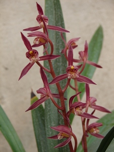 兰花苗-花卉盆栽-墨兰-色花-红花-《樱姬》包邮-净化空气