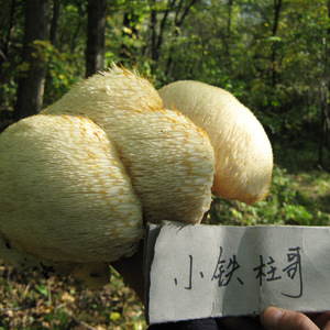 小铁柱哥吉林长白山蘑菇东北猴头菇品种纯正个大行毛长500g包邮