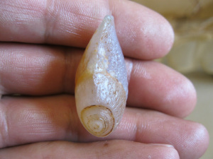 内蒙古阿拉善奇石戈壁玛瑙眼睛观赏石坠形(长3.3宽1.8cm)