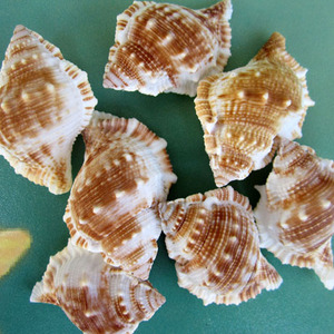 天然海螺海参螺扁刺螺鱼缸造景水族箱装饰贝壳工艺品制作粘贴材料