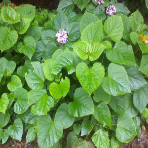 纯野生新鲜臭枫子臭风子根臭牡丹枝叶臭八宝矮桐子