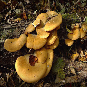 搜俊狐杰淘宝加厚白牛皮纸自封野生黑木耳香菇猴头元菇蘑菇东北特产