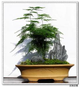 宠物及园艺 盆栽,盆景 盆栽 文竹室内小盆栽