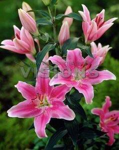 特价销售荷兰进口东方百合sorbonne 索邦 3球以上八折!