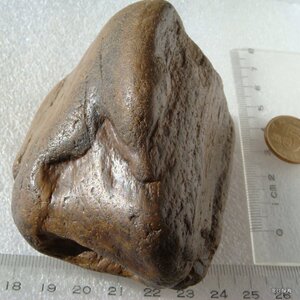 水冲硅化木 玉化木化石原石 天然石头 348克