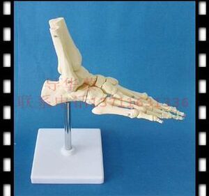 一比一脚掌骨 人体骷髅骨模型 脚关节 人体模型 人骨架 医用模型