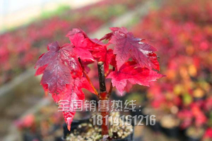 美国红枫红点树苗