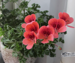 天竺葵盆栽花卉.橙色天使之眼.正开花 展示品