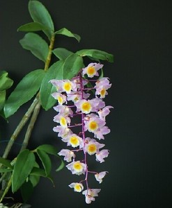 红灯笼石斛 超壮 实物如图2-4