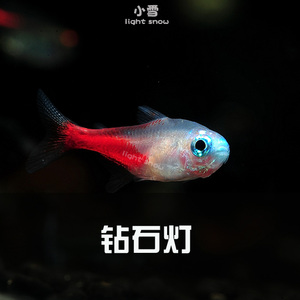 南美钻石灯鱼
