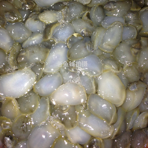 舟山海鲜 本地特级新鲜泥螺 黄泥螺 活的