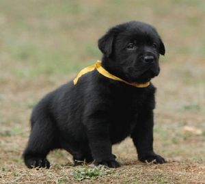 赛级纯种拉布拉多 黑色幼犬名贵幼犬 上海爱家宠物狗训练学校