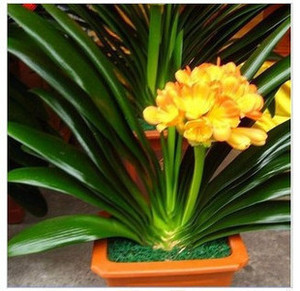 盆景  盆栽花卉  观叶观花   绿色君子兰