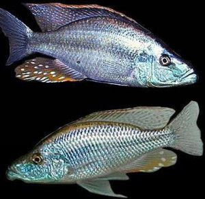 观赏鱼 热带鱼 三湖慈鲷 活体 马鲷 将军立 蓝马面4-5cm 野生f1